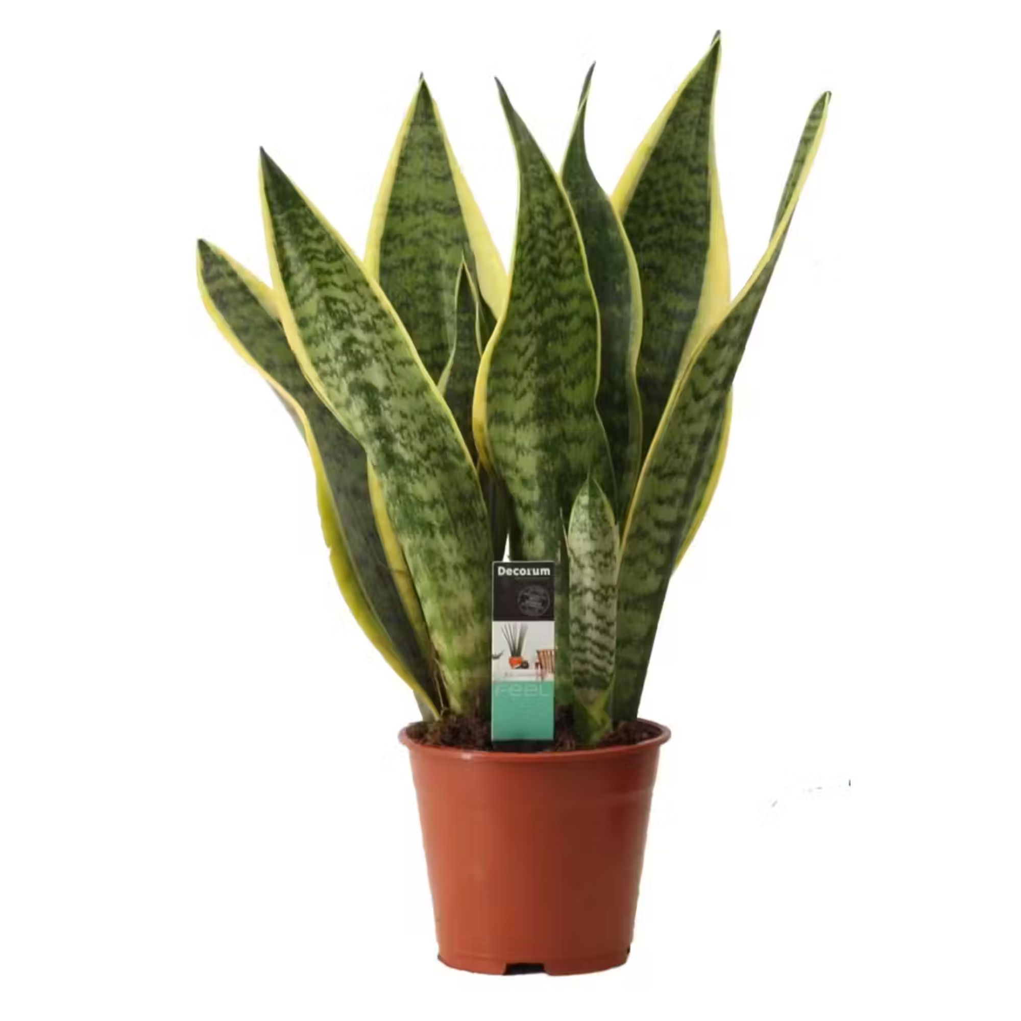 Bogenhanf Sansevieria Superba 